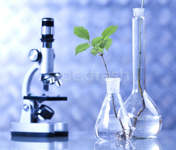 Foto stock: Planta · tubo · de · ensayo · manos · científico · médicos · vidrio