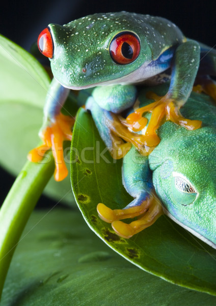 Flying Frog in the jungle on colorful background Stock photo © JanPietruszka