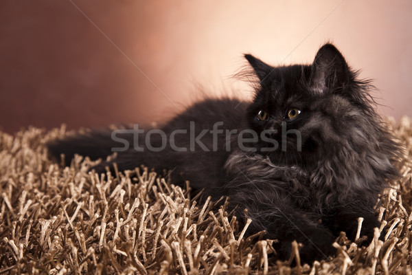 Funny kitten  Stock photo © JanPietruszka