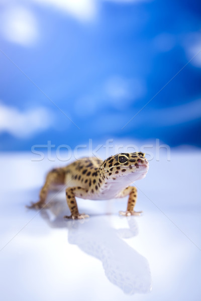 Mały gekon gad jaszczurka oka biały Zdjęcia stock © JanPietruszka