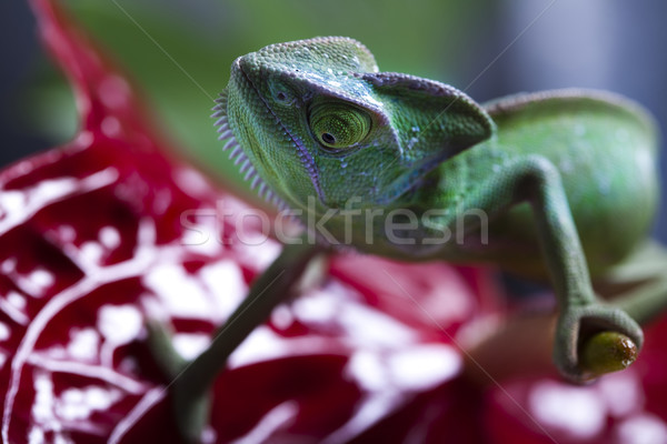 Camaleón flor cruz fondo retrato animales Foto stock © JanPietruszka