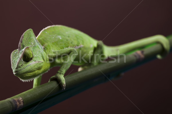 Foto stock: Lagarto · famílias · camaleão · atravessar · fundo · retrato