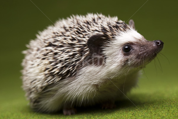 Hedgehog Stock photo © JanPietruszka