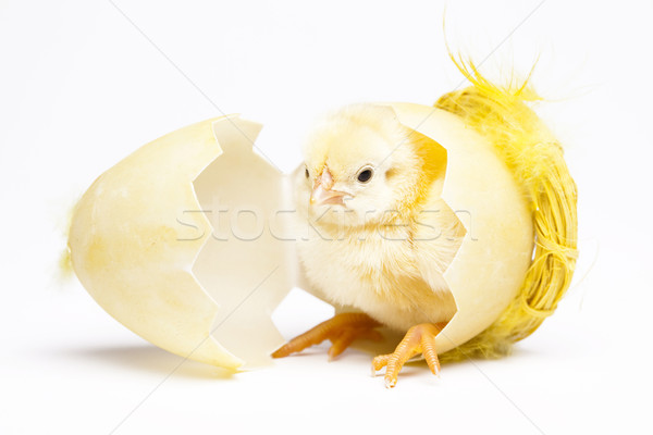 Chick and Egg Stock photo © JanPietruszka