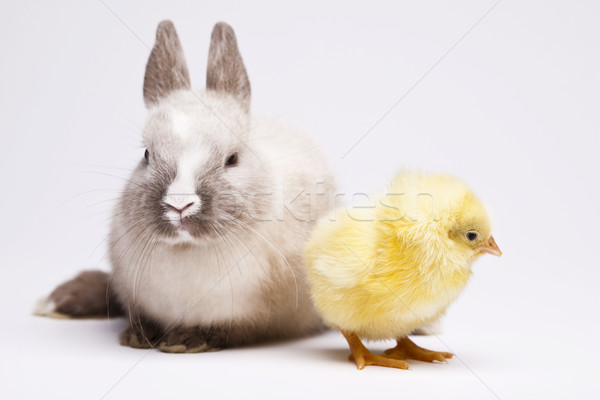 Сток-фото: куриного · Bunny · Пасху · трава · смешные · животного