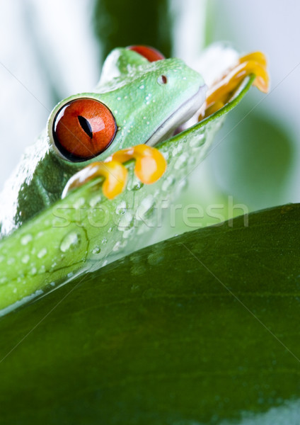 Flying Frog in the jungle on colorful background Stock photo © JanPietruszka