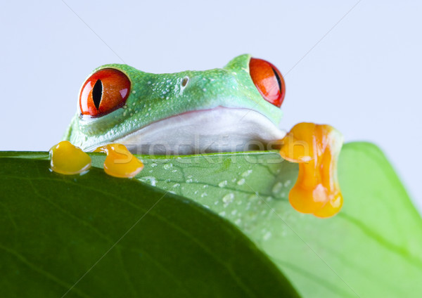 Flying Frog in the jungle on colorful background Stock photo © JanPietruszka