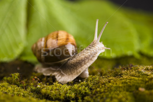 Stock photo: Snail, a slow animal that is covered by a shell