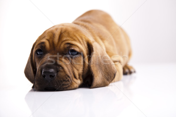 Chien peu bébé chiens jeunes tristesse Photo stock © JanPietruszka
