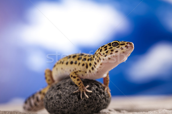 Stock photo: Gecko in a blue sky background