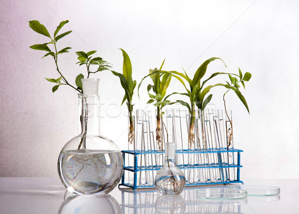 Kémia felszerlés növények laboratórium kísérleti orvosi Stock fotó © JanPietruszka