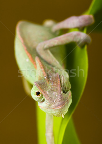 Chameleon ярко яркий экзотический климат цветок Сток-фото © JanPietruszka