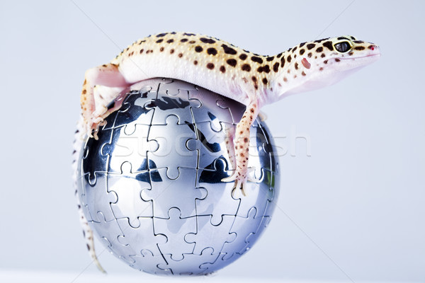 Gecko in globe, bright colorful vivid theme Stock photo © JanPietruszka