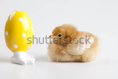 Baby chick Pasen vogel kip veer Stockfoto © JanPietruszka