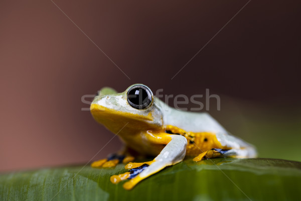 Flying Frog in the jungle Stock photo © JanPietruszka