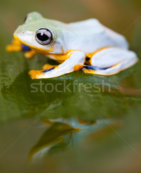 Flying Frog, Rhacophorus reinwardtii on colorful background Stock photo © JanPietruszka