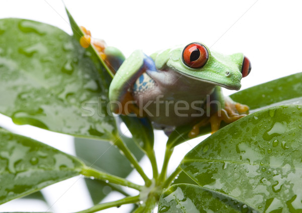 Red eye tree frog on leaf on colorful background Stock photo © JanPietruszka