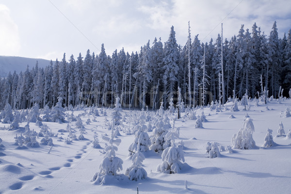 Invierno montanas brillante colorido forestales Foto stock © JanPietruszka