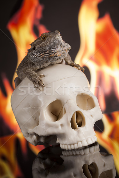 Stock photo: Fire lizard, agama on black mirror background