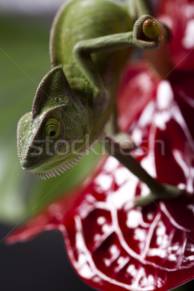 Bukalemun çiçek çapraz arka plan portre hayvanlar Stok fotoğraf © JanPietruszka