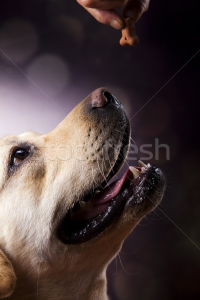 Labrador Retriever dog  Stock photo © JanPietruszka