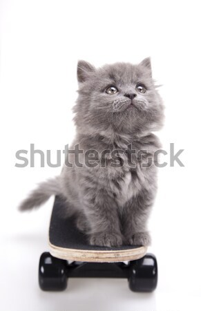 [[stock_photo]]: Peu · gris · chaton · cute · animal · coloré