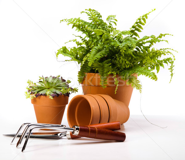 Gardening tools, vivid bright springtime concept Stock photo © JanPietruszka