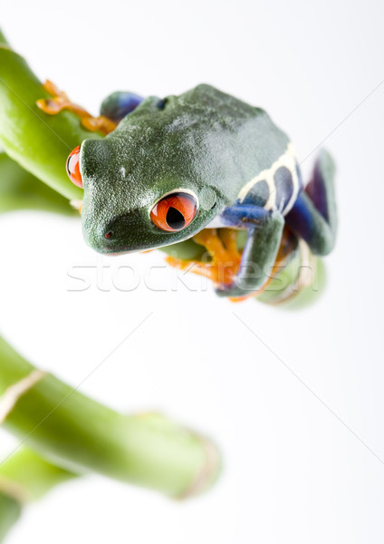 Stock photo: Red eye tree frog on colorful background