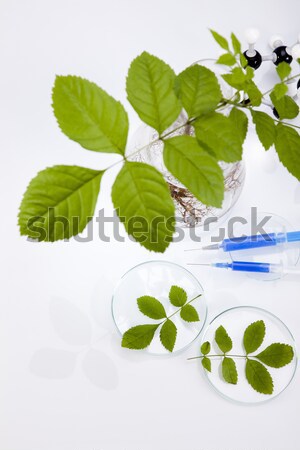 Laboratorium glaswerk plant glas geneeskunde wetenschap Stockfoto © JanPietruszka