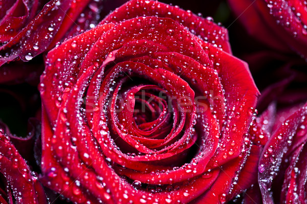 Foto stock: Rosas · vermelhas · maravilhoso · primavera · flores · amor