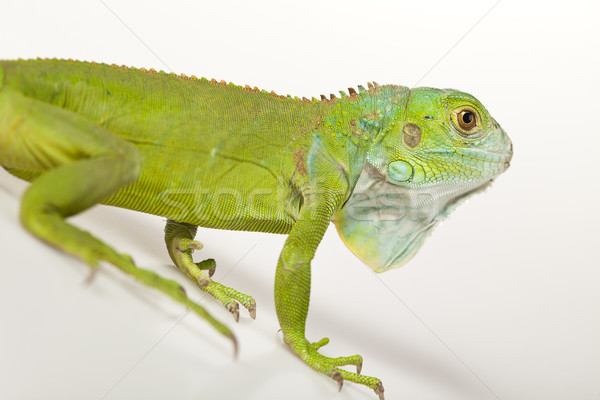 Iguana isolated on white background Stock photo © JanPietruszka