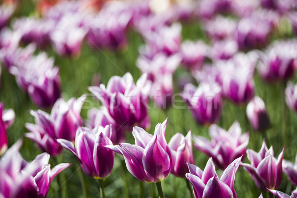 Foto stock: Tulipas · flores · jardim · cedo · primavera · colorido