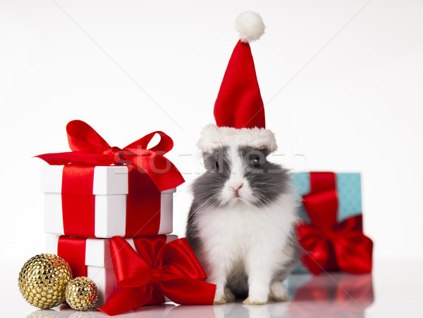 Foto stock: Pequeño · conejo · Navidad · animales · vacaciones · diseno