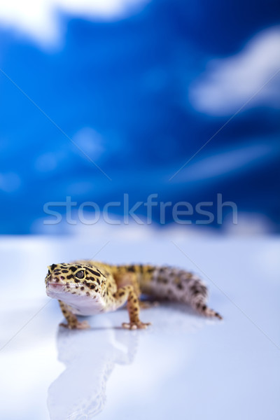 Geko mavi gökyüzü göz beyaz hayvan kertenkele Stok fotoğraf © JanPietruszka