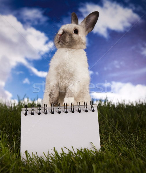 Copyspace blank paper and bunny Stock photo © JanPietruszka