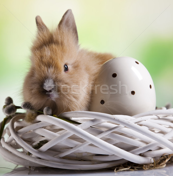 Baby bunny Ei funny Muster Tier Stock foto © JanPietruszka