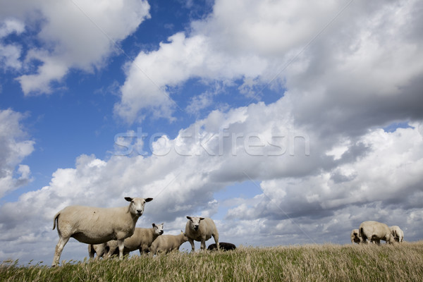 Spring landscape in mountains, Alps Stock photo © JanPietruszka