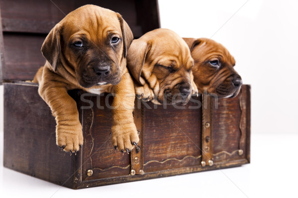 Bebé perros pequeño perro jóvenes tristeza Foto stock © JanPietruszka