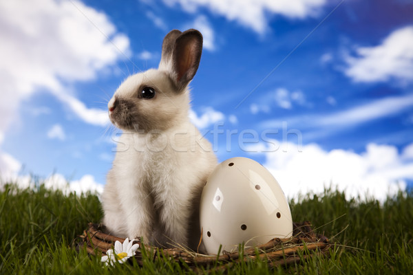 Spring baby bunny and green grass Stock photo © JanPietruszka