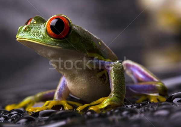 Red eyed frog green tree on colorful background Stock photo © JanPietruszka