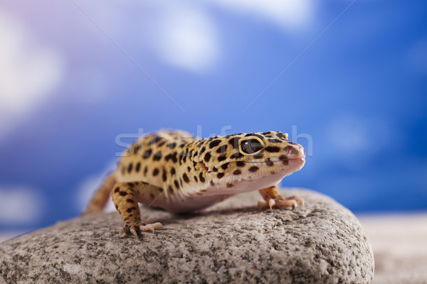 Gekon gad jaszczurka oka biały zwierząt Zdjęcia stock © JanPietruszka