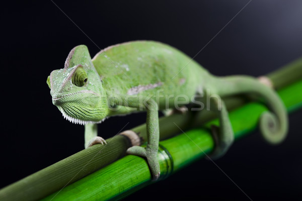 Zdjęcia stock: Chameleon · krzyż · tle · portret · zwierząt · funny