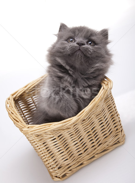 商业照片: 小    灰色    小猫    可爱    宠物 / small gray kitten