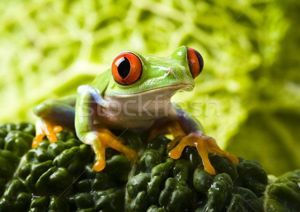 Kırmızı kurbağa renkli doğa yaprak Stok fotoğraf © JanPietruszka