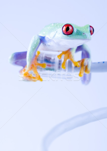 Flying Frog in the jungle on colorful background Stock photo © JanPietruszka