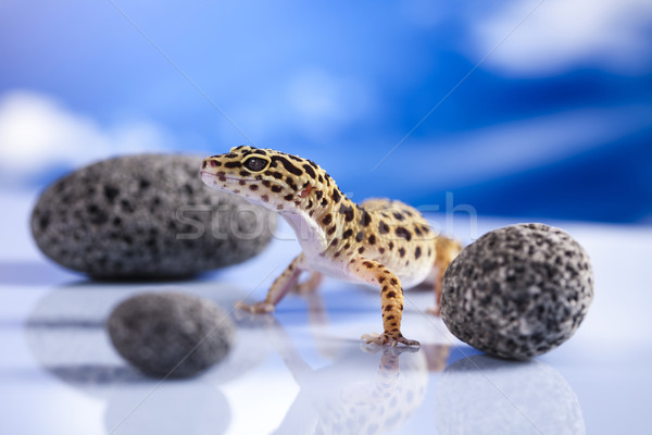 Stockfoto: Gekko · reptiel · hagedis · oog · lopen · witte