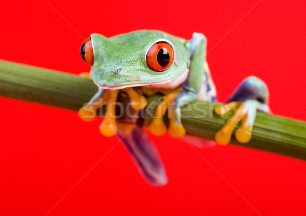 Renkli doğa kırmızı kurbağa tropikal Stok fotoğraf © JanPietruszka