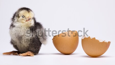 Easter young chick Stock photo © JanPietruszka