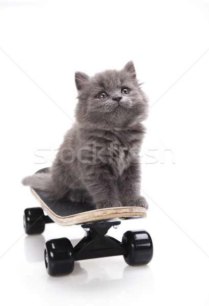 Skateboard Katze cute Haustier farbenreich Hintergrund Stock foto © JanPietruszka