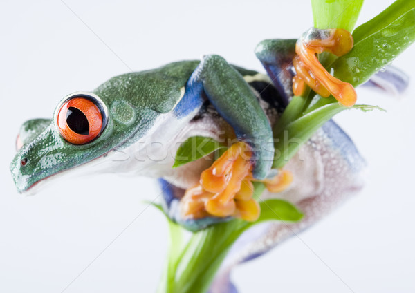 Red eye tree frog on colorful background Stock photo © JanPietruszka